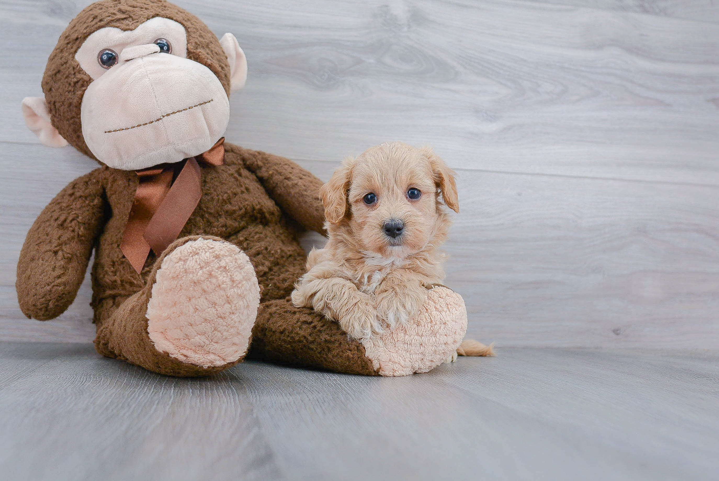 Maltipoo Puppy for Adoption