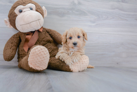 Maltipoo Puppy for Adoption