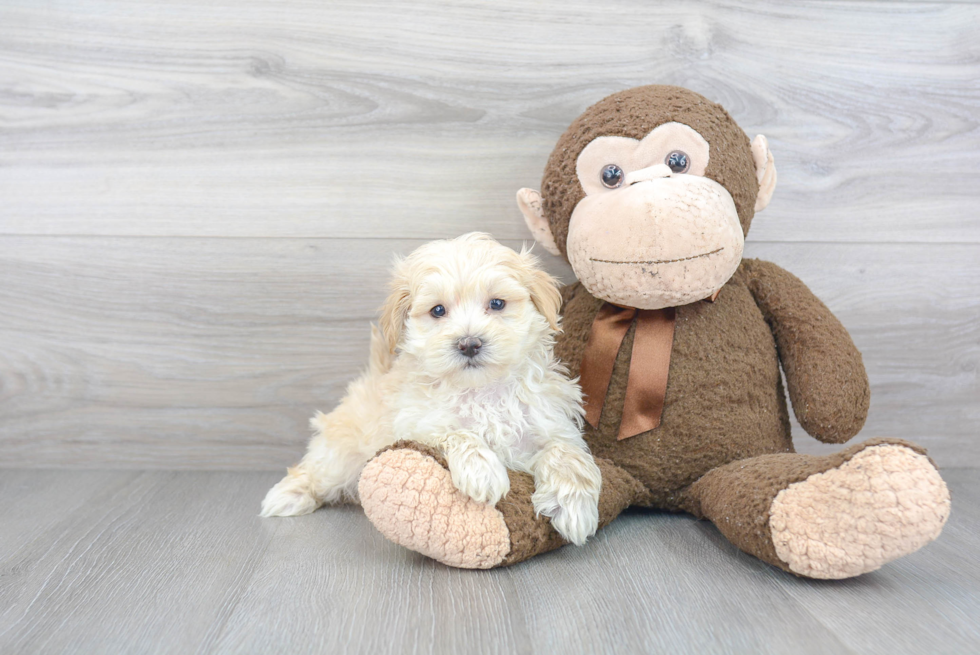 Funny Maltipoo Poodle Mix Pup