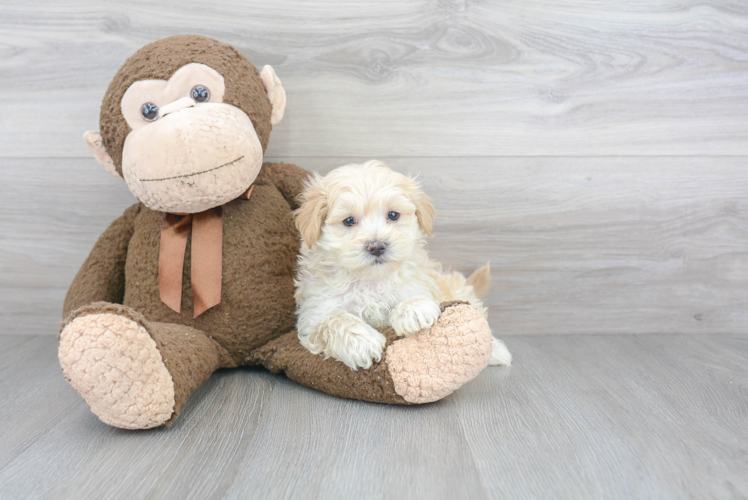 Best Maltipoo Baby