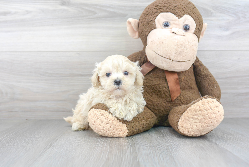 Smart Maltipoo Poodle Mix Pup