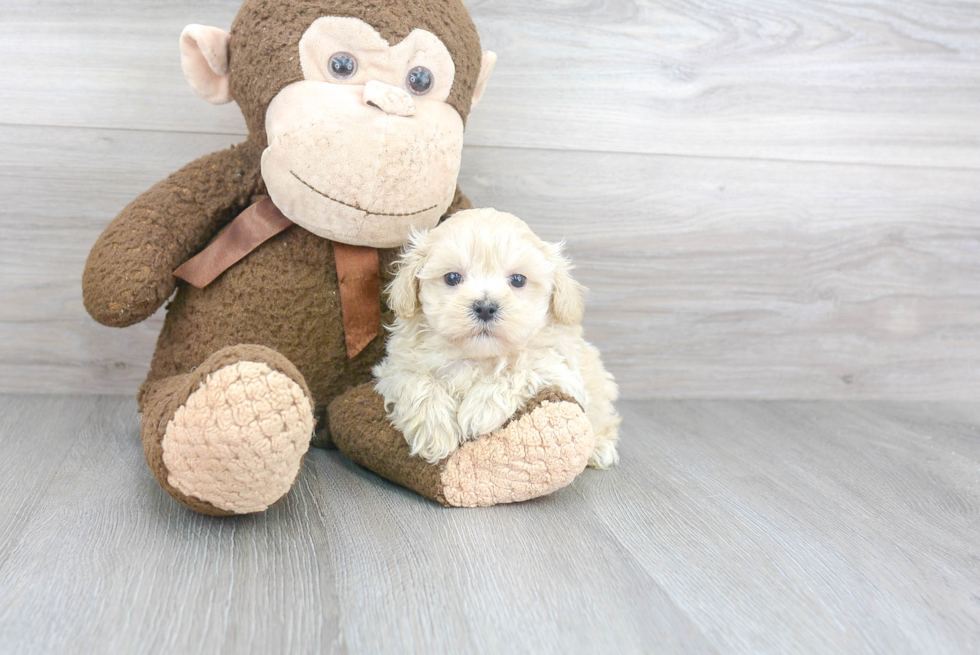 Maltipoo Puppy for Adoption