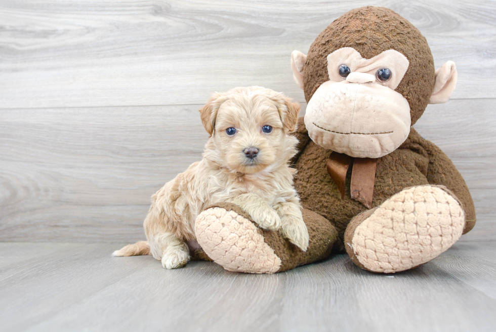 Smart Maltipoo Poodle Mix Pup