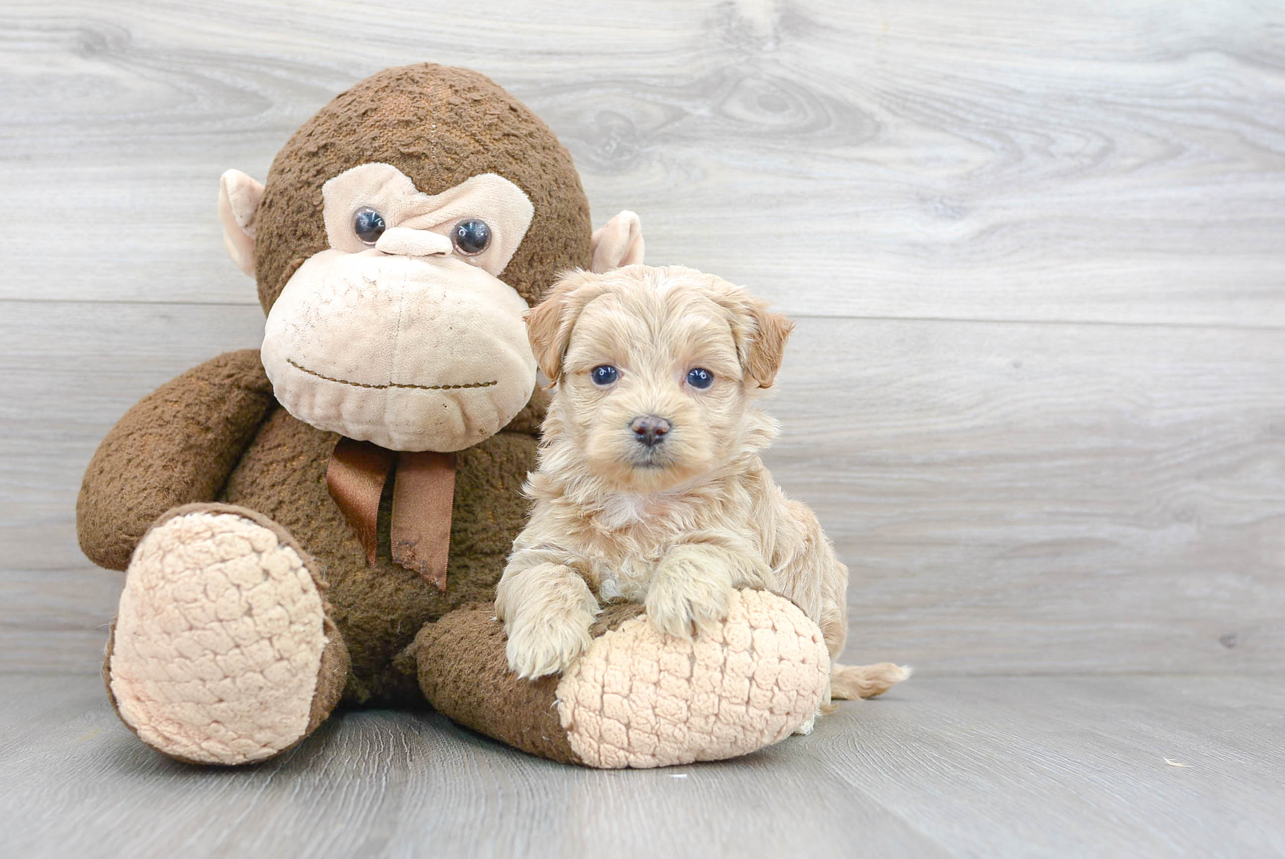 Little Maltepoo Poodle Mix Puppy