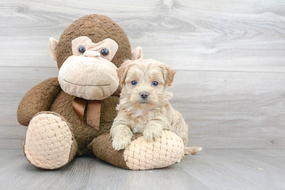 Little Maltepoo Poodle Mix Puppy