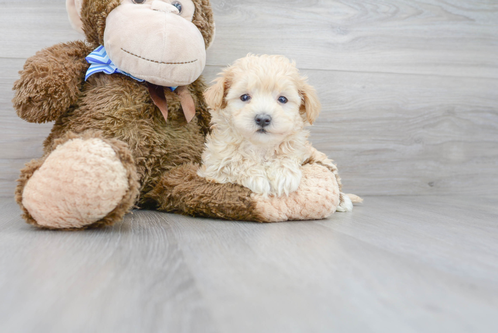 Best Maltipoo Baby