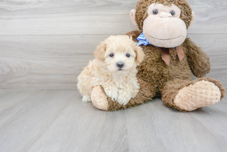 Maltipoo Pup Being Cute