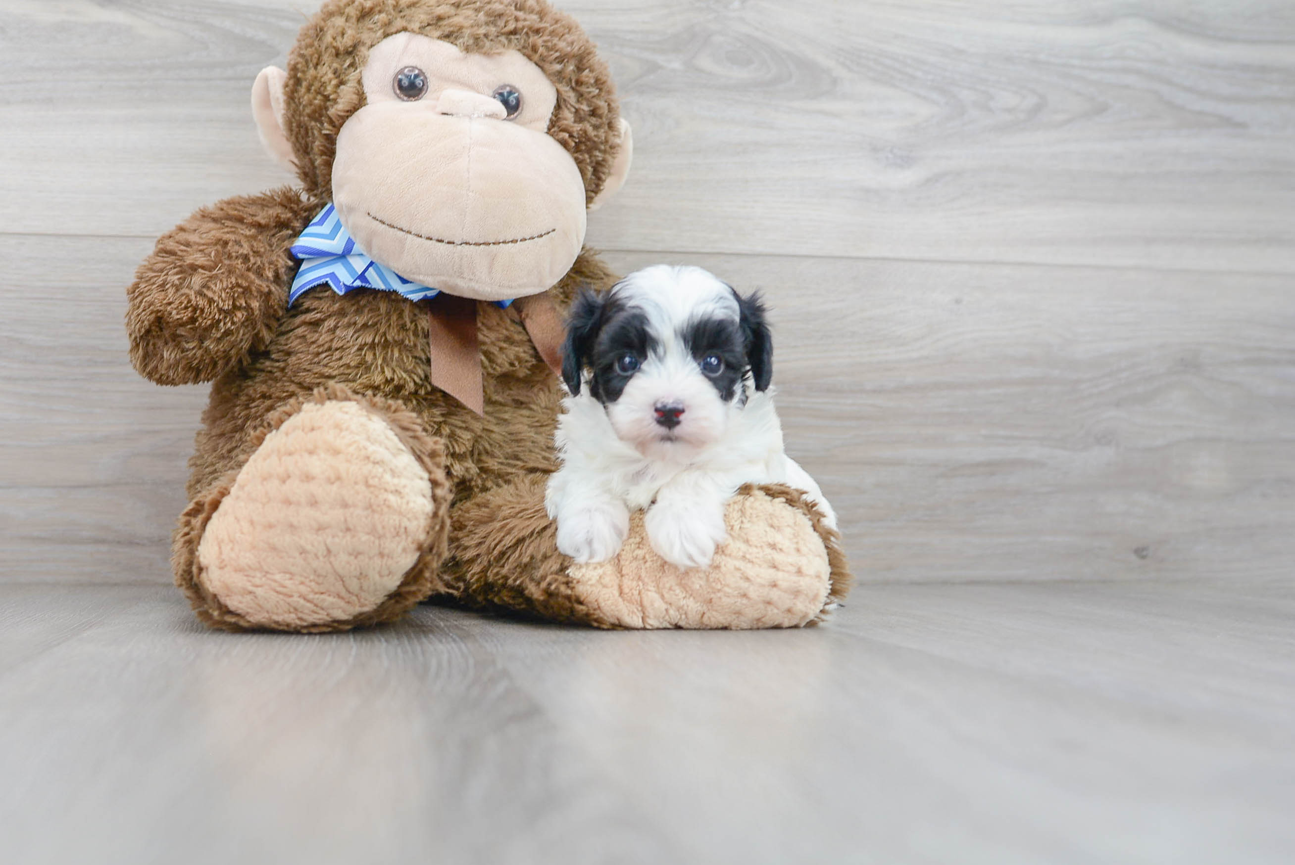 Smart Maltipoo Poodle Mix Pup
