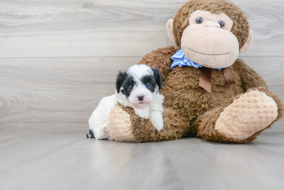 Maltipoo Puppy for Adoption