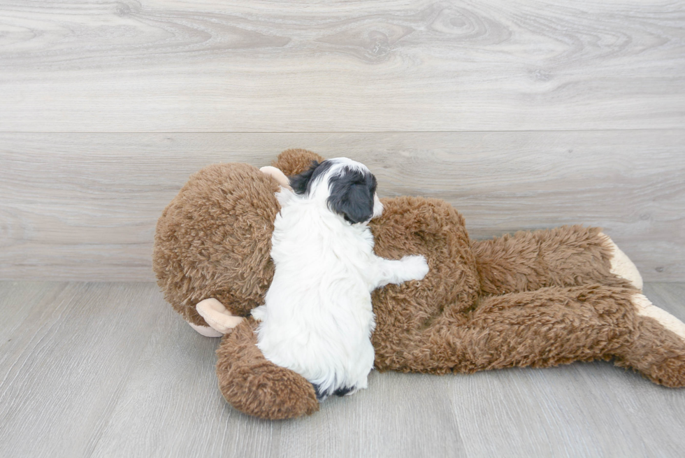 Playful Maltepoo Poodle Mix Puppy