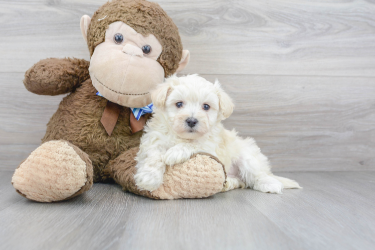 Hypoallergenic Maltese Poodle Poodle Mix Puppy