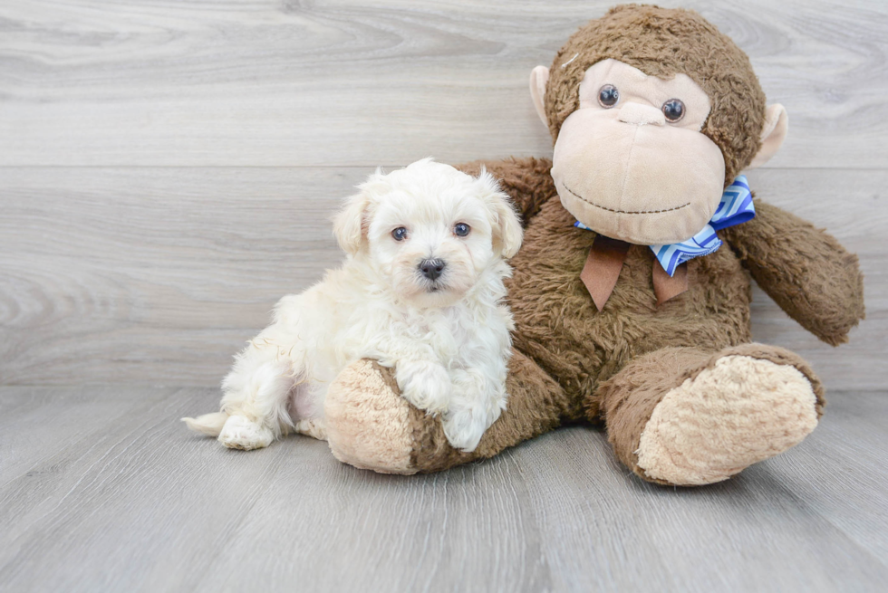 Best Maltipoo Baby