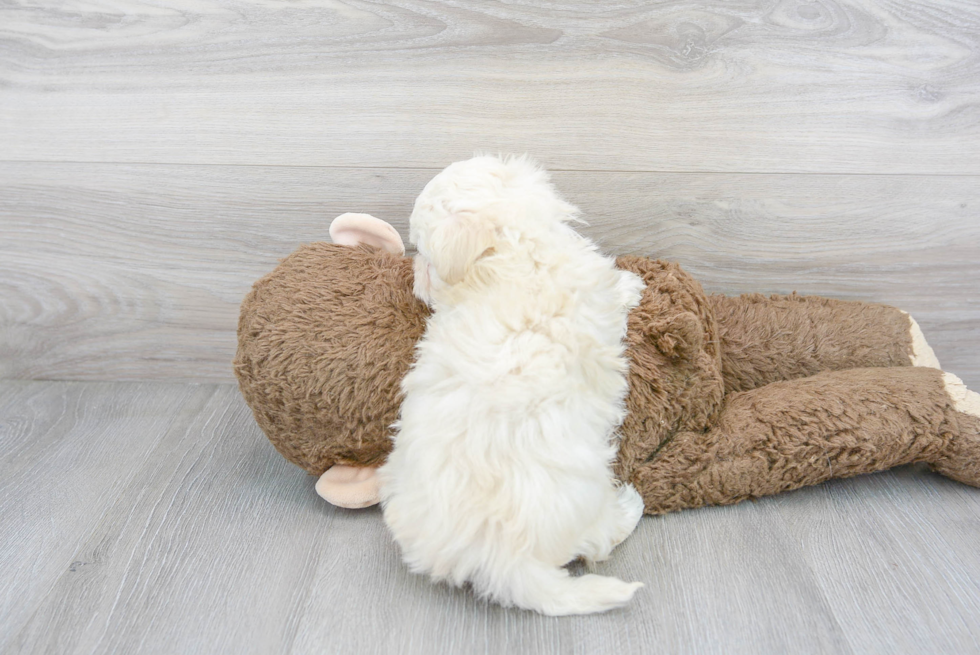 Maltipoo Pup Being Cute