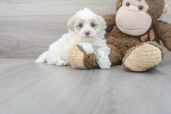 Maltipoo Puppy for Adoption