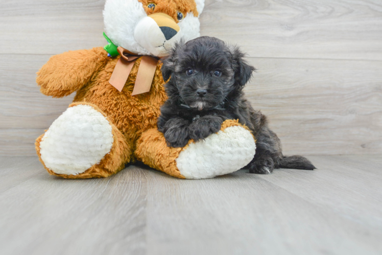 Maltipoo Puppy for Adoption