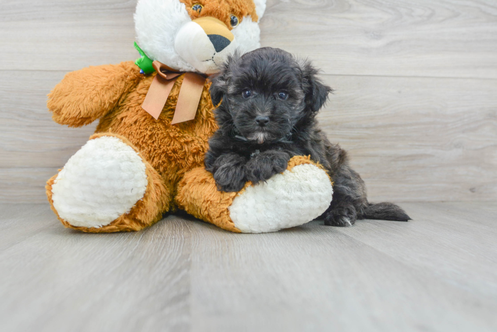 Maltipoo Puppy for Adoption