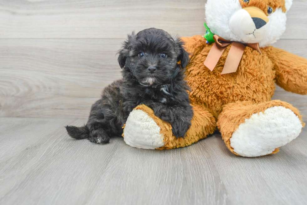 Best Maltipoo Baby