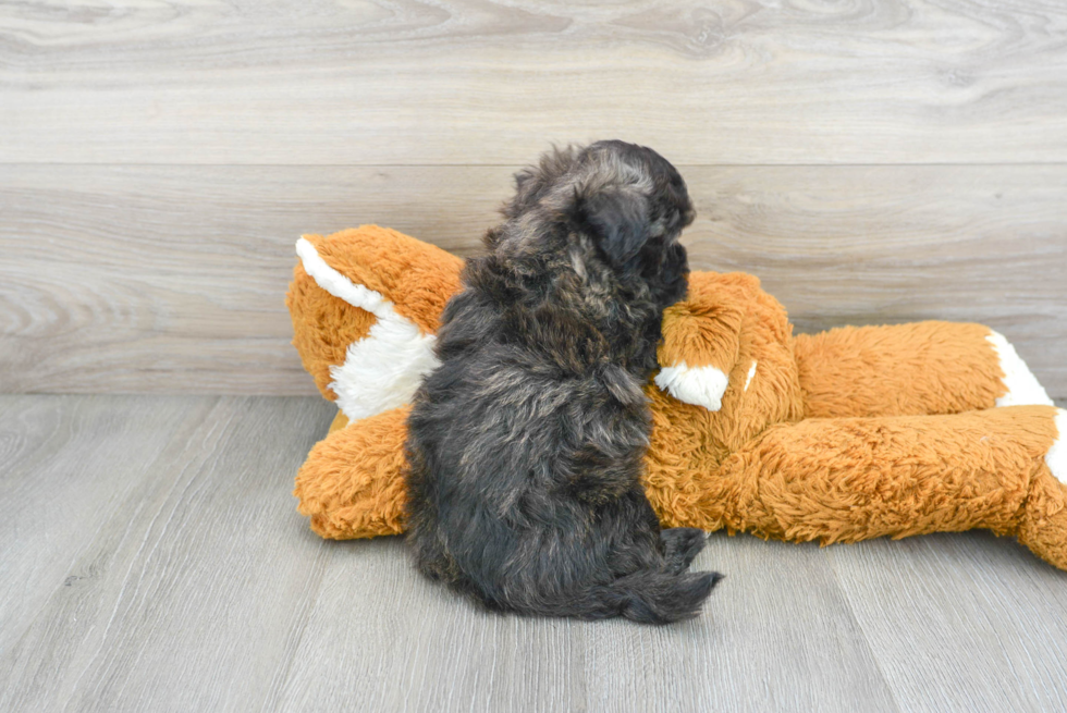 Friendly Maltipoo Baby