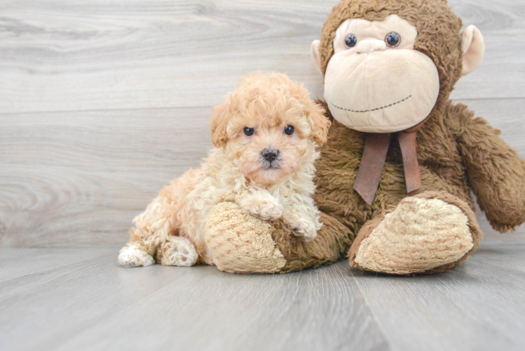 Best Maltipoo Baby