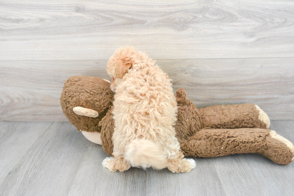 Little Maltepoo Poodle Mix Puppy