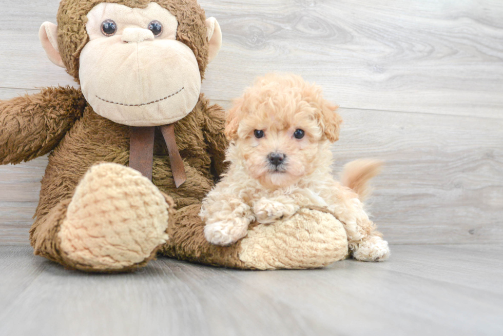 Maltipoo Puppy for Adoption