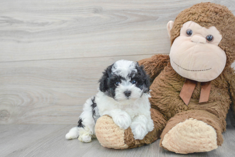 Smart Maltipoo Poodle Mix Pup