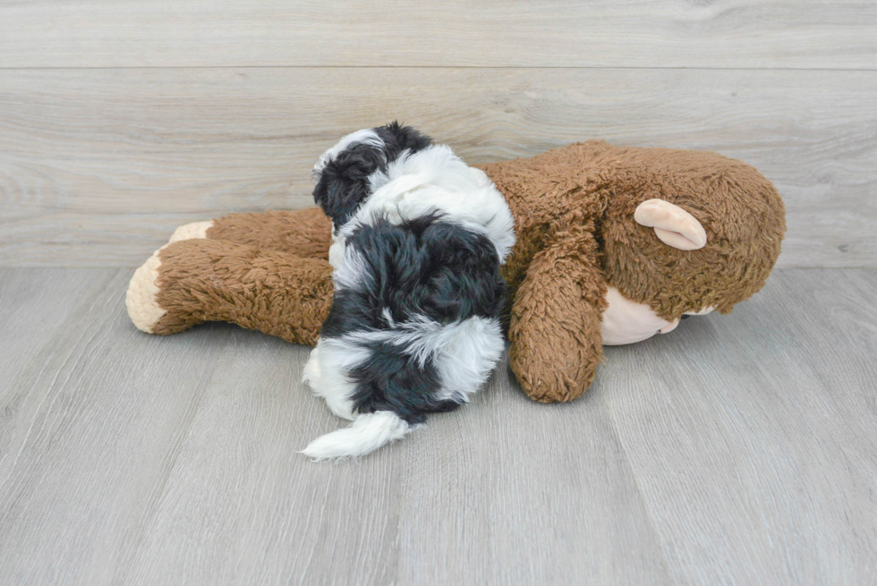 Hypoallergenic Maltepoo Poodle Mix Puppy