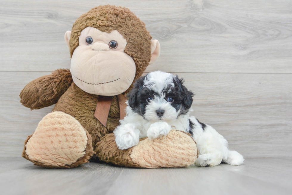 Sweet Maltipoo Baby