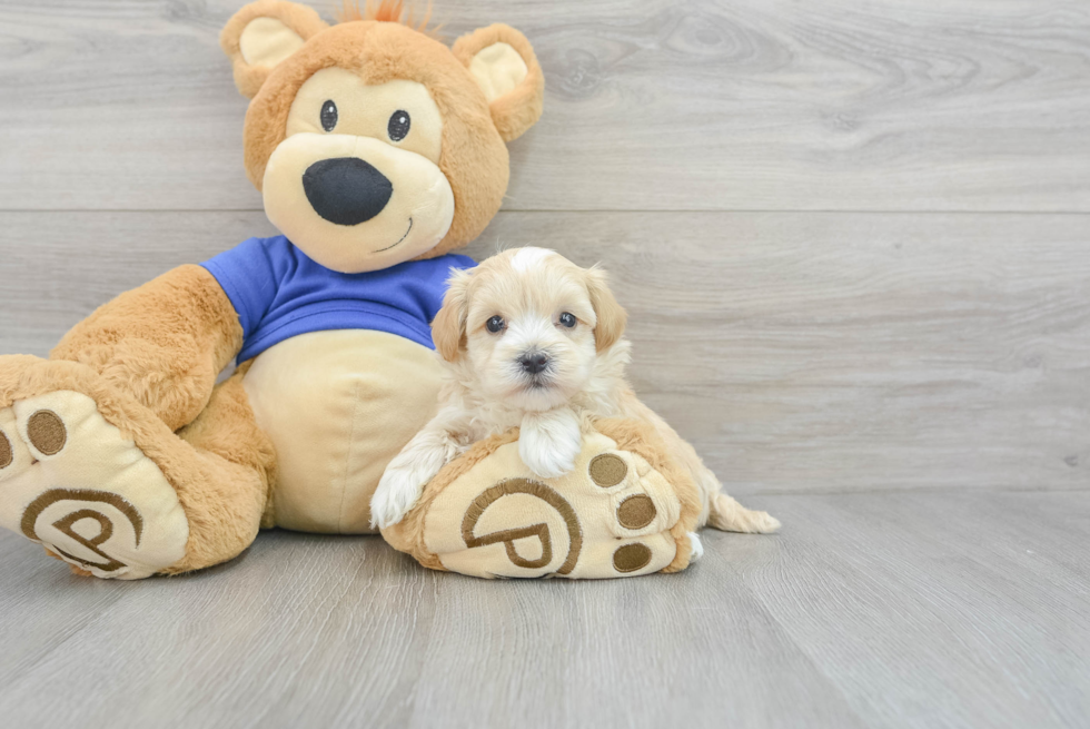 Smart Maltipoo Poodle Mix Pup