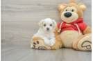 Maltipoo Puppy for Adoption