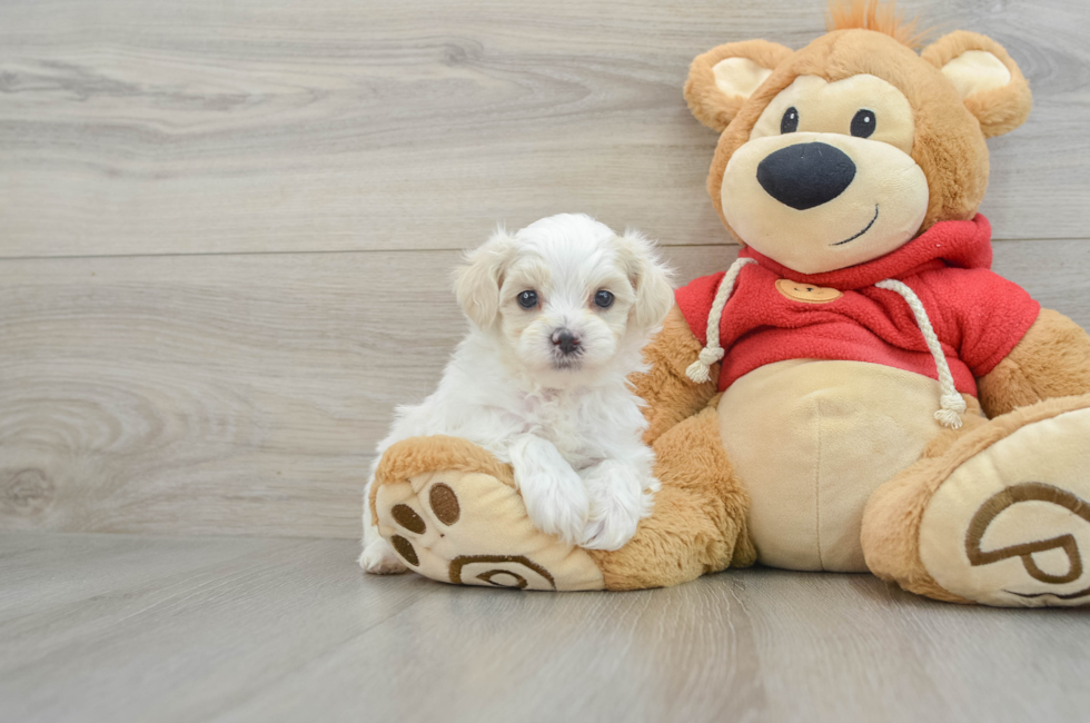 8 week old Maltipoo Puppy For Sale - Premier Pups