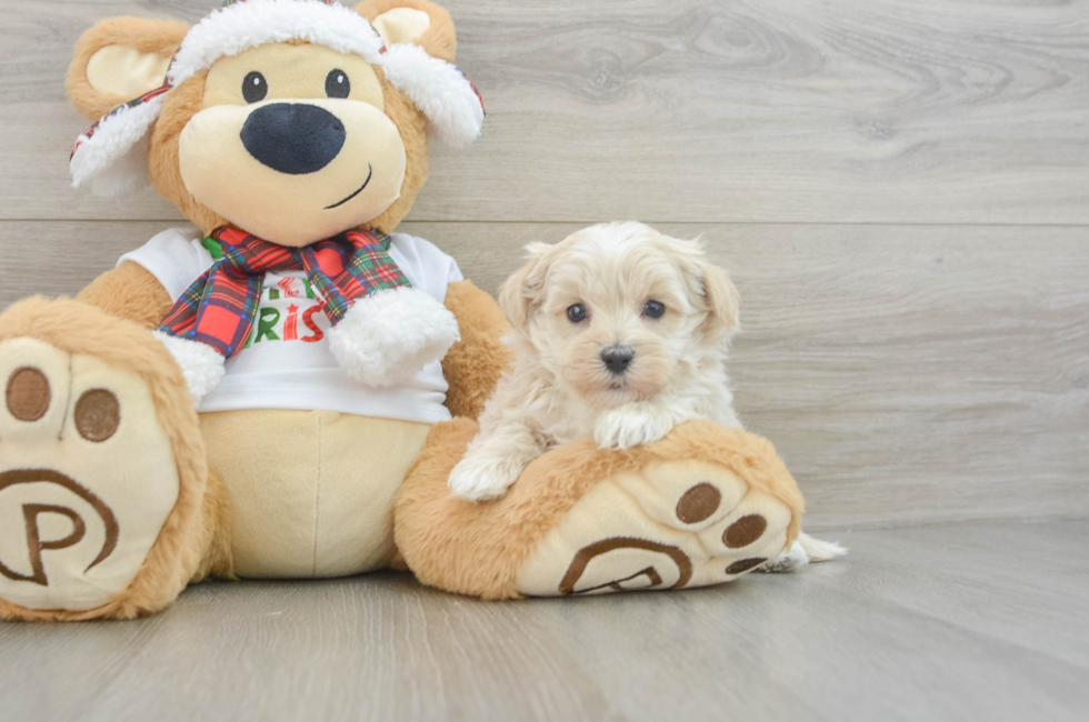 5 week old Maltipoo Puppy For Sale - Premier Pups