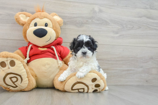 Funny Maltipoo Poodle Mix Pup