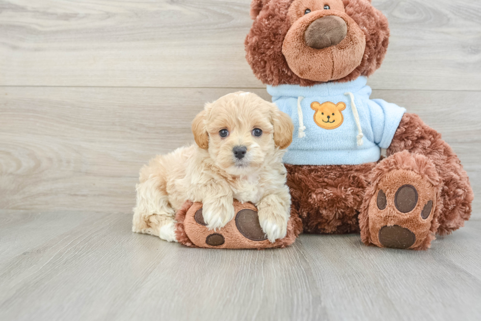 Maltipoo Pup Being Cute