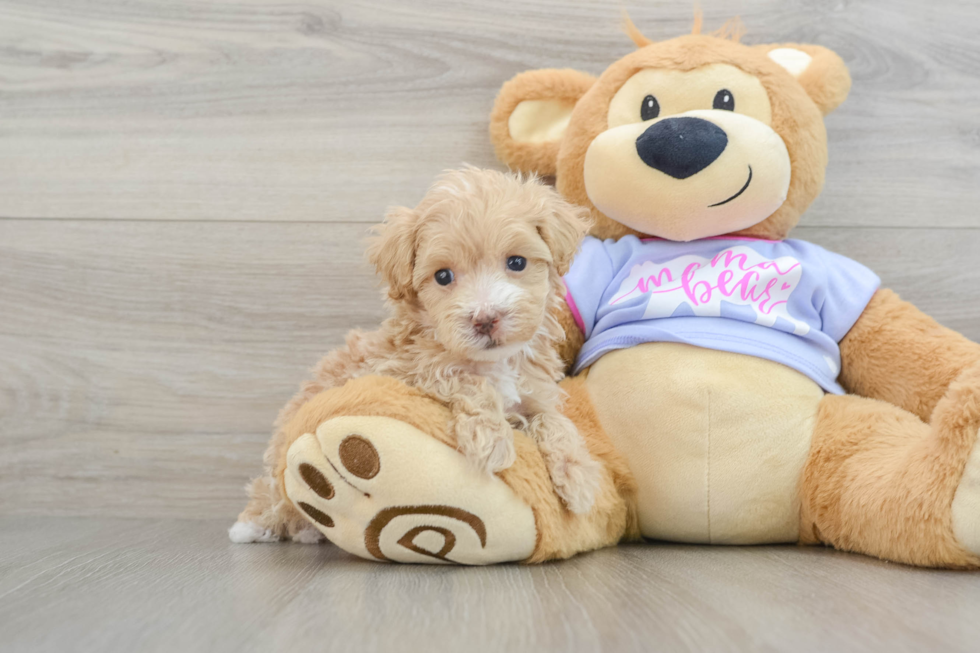 Maltipoo Puppy for Adoption