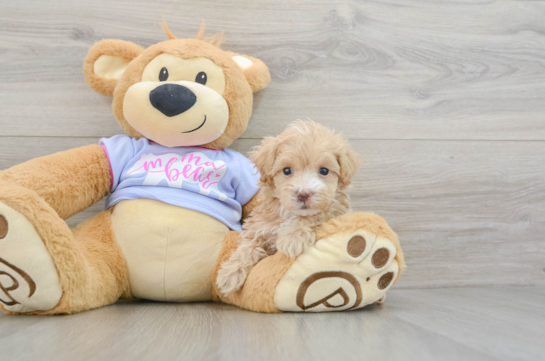 Maltipoo Pup Being Cute