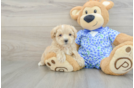 Friendly Maltipoo Baby