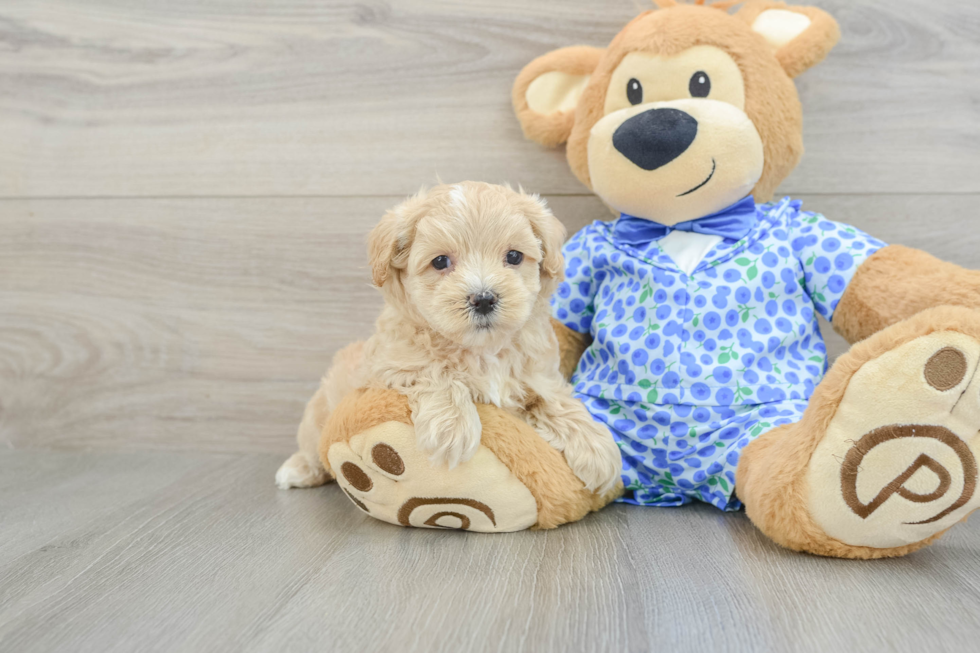 Friendly Maltipoo Baby