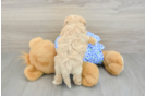Maltipoo Pup Being Cute