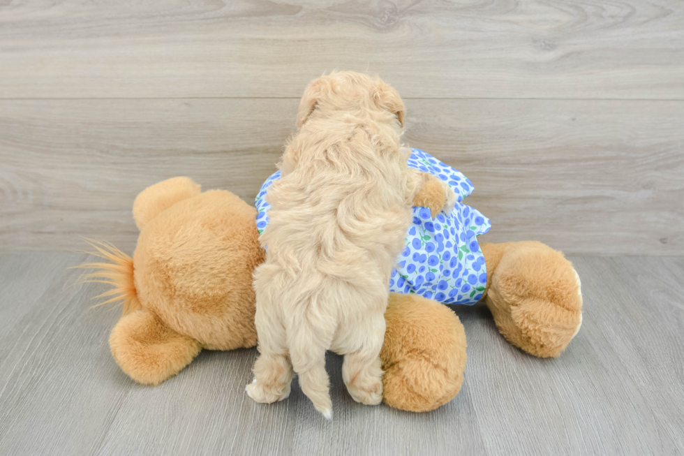Maltipoo Pup Being Cute