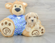 8 week old Maltipoo Puppy For Sale - Premier Pups