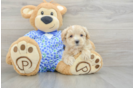 Petite Maltipoo Poodle Mix Pup