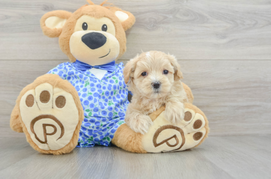 Petite Maltipoo Poodle Mix Pup