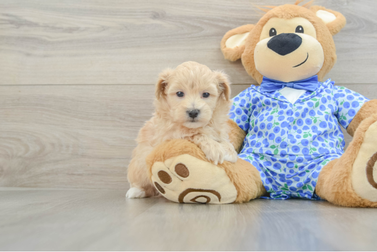 Maltipoo Pup Being Cute