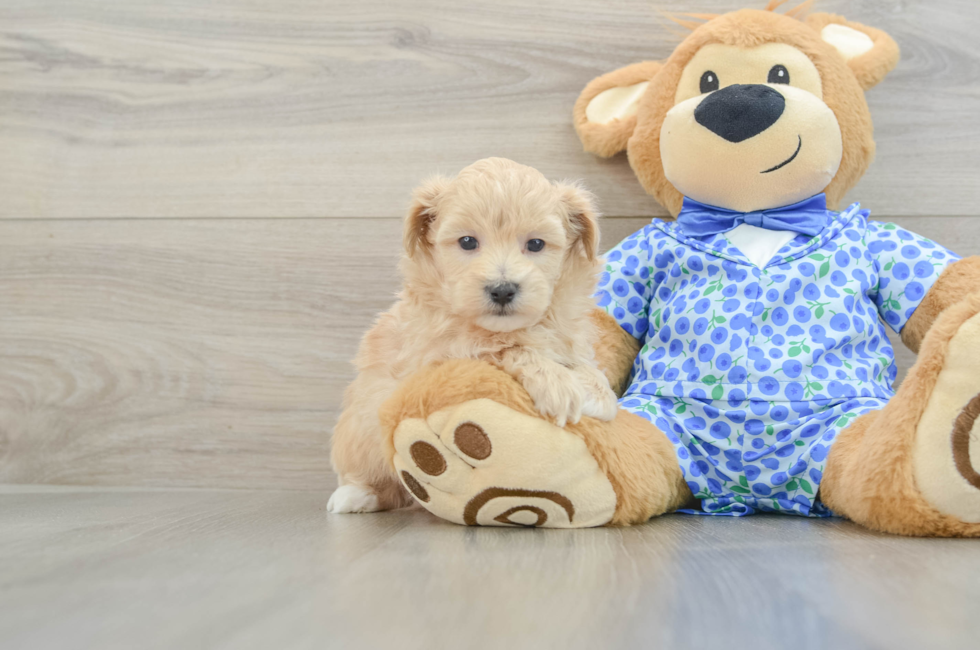 5 week old Maltipoo Puppy For Sale - Premier Pups