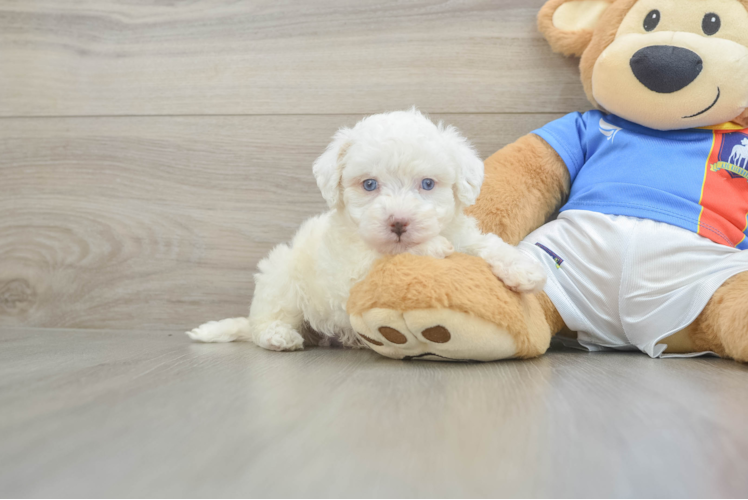 Popular Maltipoo Poodle Mix Pup