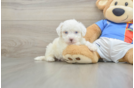 Popular Maltipoo Poodle Mix Pup