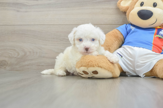 Popular Maltipoo Poodle Mix Pup