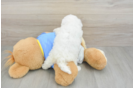 Maltipoo Puppy for Adoption
