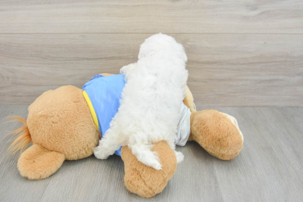 Maltipoo Puppy for Adoption